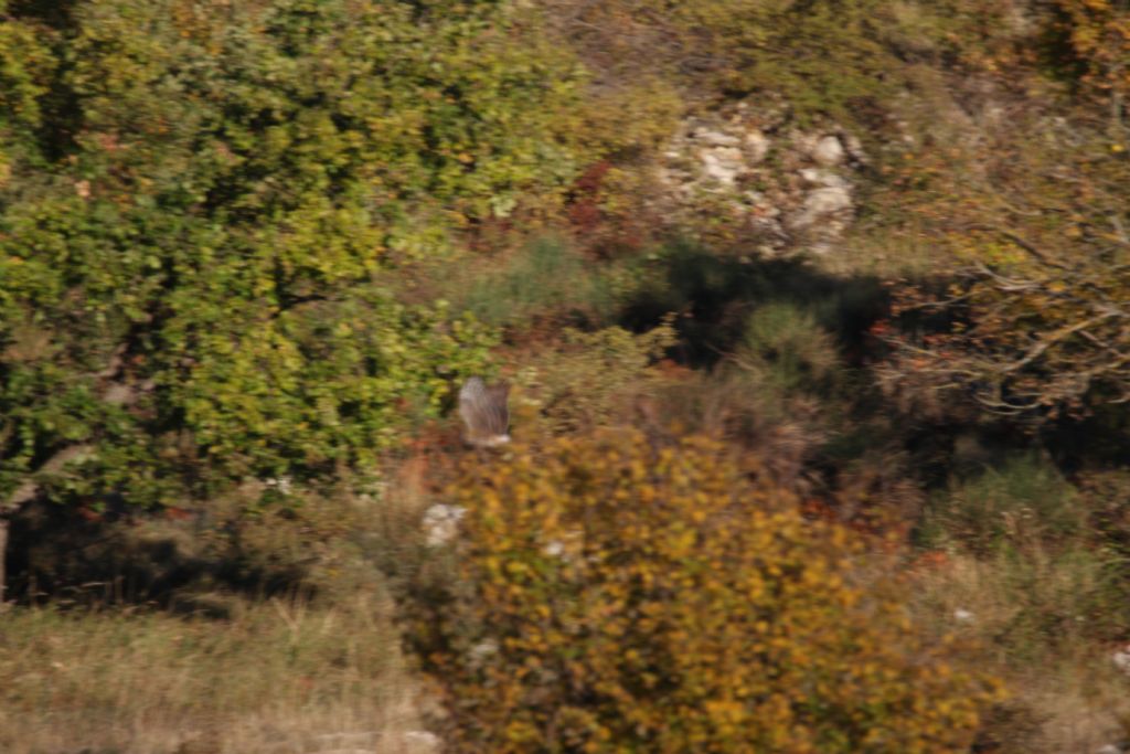 Identificazione (accipiter sp)